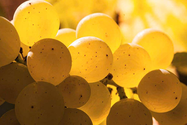 Raison Chardonnay Champagne Mazzini Raison Chardonnay Champagne Mazzini